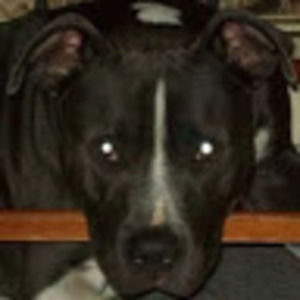 Meet your Posher, Joshua